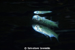 riflesso by Salvatore Ianniello 